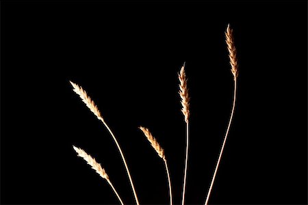 simsearch:400-04996406,k - ears of ripe wheat on a black background Stock Photo - Budget Royalty-Free & Subscription, Code: 400-04978289