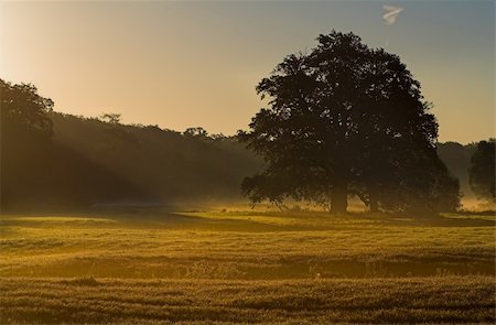simsearch:400-04794343,k - sunrise on the meadow summery morning Stock Photo - Budget Royalty-Free & Subscription, Code: 400-04979379