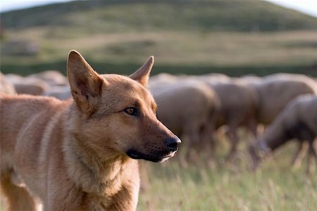 simsearch:400-05724021,k - Shepherd dog and flock Stock Photo - Budget Royalty-Free & Subscription, Code: 400-04970976
