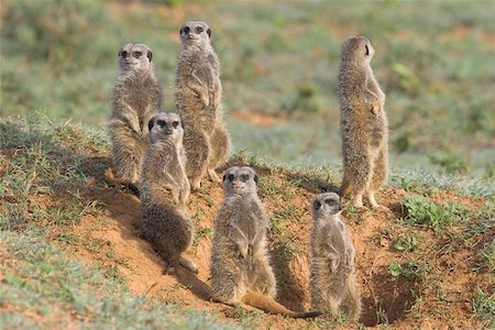 sentinel - Ever watchful  meerkat making sure all is well in africa Stock Photo - Budget Royalty-Free & Subscription, Code: 400-04972778