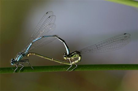 dragonflies making love Stock Photo - Budget Royalty-Free & Subscription, Code: 400-04972794