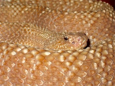 Portrait of a curled up adder (viper) snake Stock Photo - Budget Royalty-Free & Subscription, Code: 400-04973729