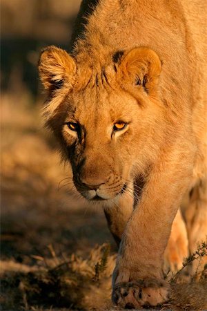 simsearch:400-04171805,k - A young lion stalking in natural environment, South Africa Stock Photo - Budget Royalty-Free & Subscription, Code: 400-04973733