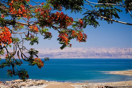 dead body in water - View of the Dead Sea from Israel Stock Photo - Budget Royalty-Free & Subscription, Code: 400-04986916