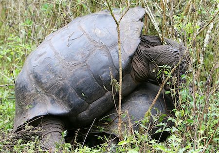 Giant Galapagos Tortoises Mating on th eisland of Santa Cruz, Ecuador Photographie de stock - Aubaine LD & Abonnement, Code: 400-04987100