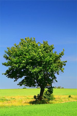 simsearch:400-03991406,k - green grass field and a lonely tree, cloudless sky in background Stock Photo - Budget Royalty-Free & Subscription, Code: 400-04987859