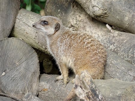 meerkat on duty overlooking things for danger Stock Photo - Budget Royalty-Free & Subscription, Code: 400-04988486