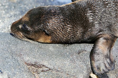 simsearch:400-04533218,k - A young Sea Lion rests on the rocky shoreline of the Galapagos Islands Stock Photo - Budget Royalty-Free & Subscription, Code: 400-04989049