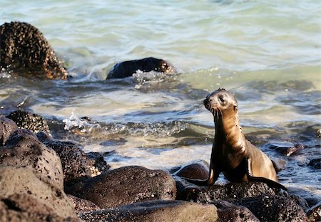 simsearch:400-04533218,k - A Sea Lion Pup plays on the rocks in the Galapagos Islands Stock Photo - Budget Royalty-Free & Subscription, Code: 400-04989042