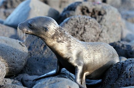 simsearch:400-04533218,k - A wet sea lion pup on the beach Stock Photo - Budget Royalty-Free & Subscription, Code: 400-04989043