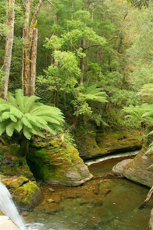 Part of Liffey waterfall in Tasmania, a World Heritage Area. Stock Photo - Budget Royalty-Free & Subscription, Code: 400-04980287