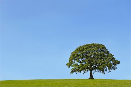 simsearch:696-03394776,k - Oak tree in a field in Summer, with grass to the foreground, set against a clear blue sky. Photographie de stock - Aubaine LD & Abonnement, Code: 400-04981522