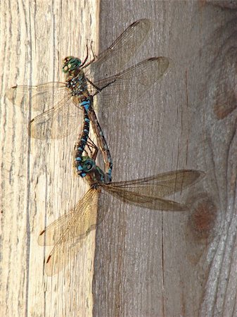 Two dragonfly mating on a piece of wood Stock Photo - Budget Royalty-Free & Subscription, Code: 400-04981855