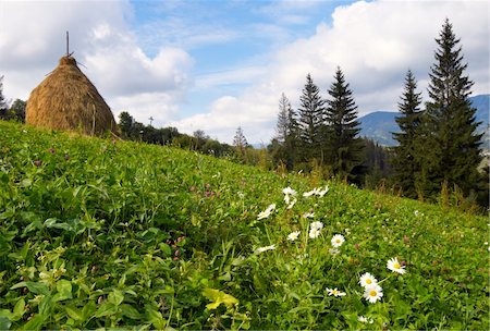 simsearch:400-05719580,k - Summer mountain green meadow with stacks of hay (Carpathian Mt-s, Ukraine). Photographie de stock - Aubaine LD & Abonnement, Code: 400-04982320