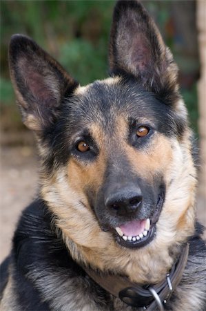 simsearch:400-05200802,k - Portrait of a Shepherd Dog. Reliable watchman and dedicated friend. Stock Photo - Budget Royalty-Free & Subscription, Code: 400-04983459