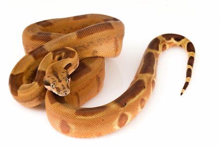 Boa Constrictor on white background. Stock Photo - Budget Royalty-Free & Subscription, Code: 400-04994618