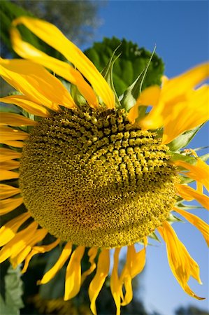 simsearch:400-04996406,k - Sunflower and a bee on the sunflowers field Stock Photo - Budget Royalty-Free & Subscription, Code: 400-04995979
