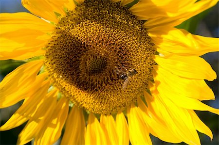 simsearch:400-04996406,k - Sunflower and a bee on the sunflowers field Stock Photo - Budget Royalty-Free & Subscription, Code: 400-04995980