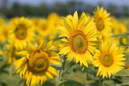 simsearch:400-04996406,k - Field of sunflowers. Multitude of sunflowers is growing on a field. Stock Photo - Budget Royalty-Free & Subscription, Code: 400-04995981
