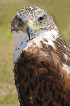 staring eagle - closeup shot of red tail hawk, with its brown plumage and yellow beak Photographie de stock - Aubaine LD & Abonnement, Code: 400-04996255