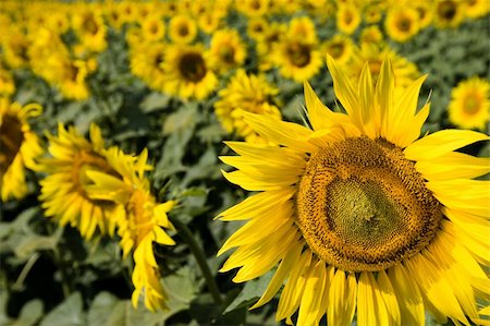 simsearch:400-04996406,k - Field of sunflowers. Multitude of sunflowers is growing on a field. Stock Photo - Budget Royalty-Free & Subscription, Code: 400-04996405