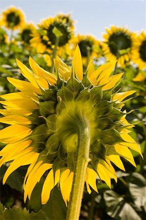 simsearch:400-04996406,k - Field of sunflowers. Multitude of sunflowers is growing on a field. Stock Photo - Budget Royalty-Free & Subscription, Code: 400-04996406