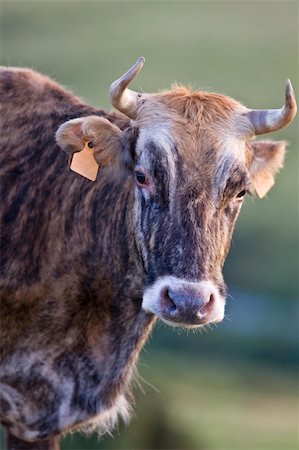 simsearch:400-05294140,k - Cow portrait over a blurring background. Shallow depth of field Stock Photo - Budget Royalty-Free & Subscription, Code: 400-04996466