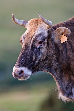 simsearch:400-05135877,k - Cow portrait over a blurring background. Shallow depth of field Photographie de stock - Aubaine LD & Abonnement, Code: 400-04998602