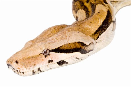 Head of a large adult Boa Constrictor  - detail Stock Photo - Budget Royalty-Free & Subscription, Code: 400-04990882