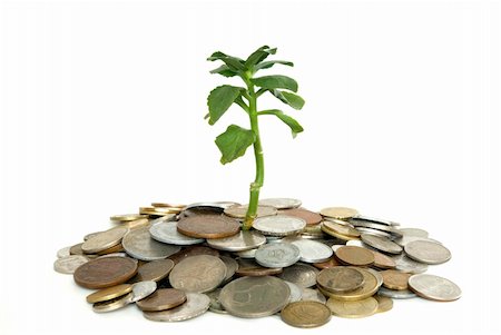 Coins and plant isolated on white background Stock Photo - Budget Royalty-Free & Subscription, Code: 400-04991179