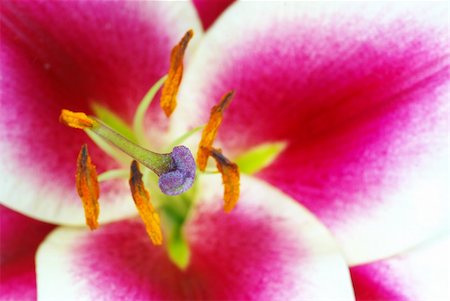Fresh beautiful red lily flower blossom Foto de stock - Super Valor sin royalties y Suscripción, Código: 400-04991194