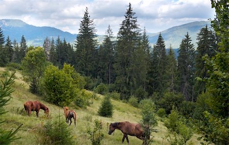 simsearch:400-05719580,k - Horses group on green mountainside (Carpathian mountain, Ukraine). Photographie de stock - Aubaine LD & Abonnement, Code: 400-04991203