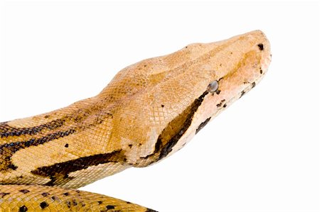 Head of a large adult Boa Constrictor  - detail Stock Photo - Budget Royalty-Free & Subscription, Code: 400-04991377