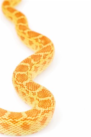 Albino Gopher Snake (Pituophis catenifer) Stock Photo - Budget Royalty-Free & Subscription, Code: 400-04992441