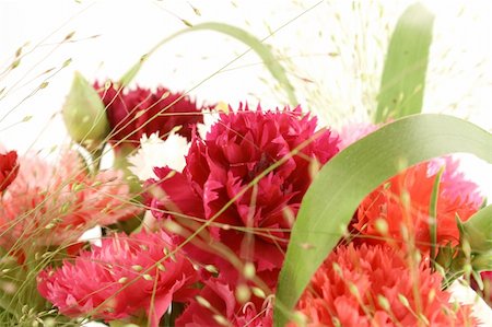 colorful pinks bouquet close up in studio Stock Photo - Budget Royalty-Free & Subscription, Code: 400-04992695