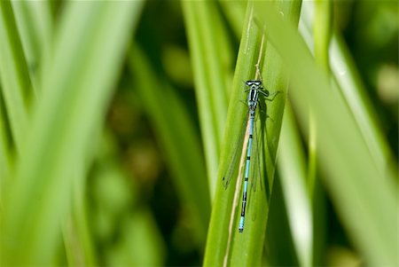 simsearch:400-05703373,k - The dark blue dragonfly sits on a green grass in a sunny day Stock Photo - Budget Royalty-Free & Subscription, Code: 400-04993145