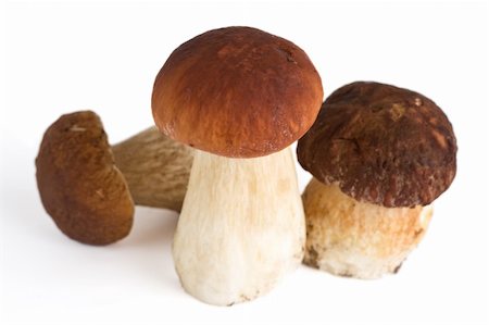 simsearch:400-05370250,k - three forest mushrooms, isolated, shallow DOF Stock Photo - Budget Royalty-Free & Subscription, Code: 400-04993140