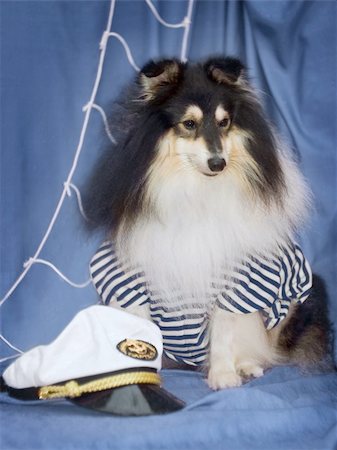 sheltie - Sheltie dog looking like sea wolf Foto de stock - Super Valor sin royalties y Suscripción, Código: 400-04993441