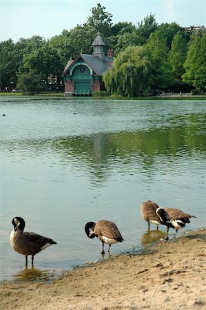 Dana Discovery Center overlooking   Harlem Meer in Central Park, New York. ducks in foreground Stock Photo - Budget Royalty-Free & Subscription, Code: 400-04993958