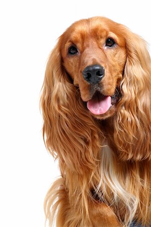 close-up of english cocker spaniel isolated over white background Foto de stock - Super Valor sin royalties y Suscripción, Código: 400-05005286