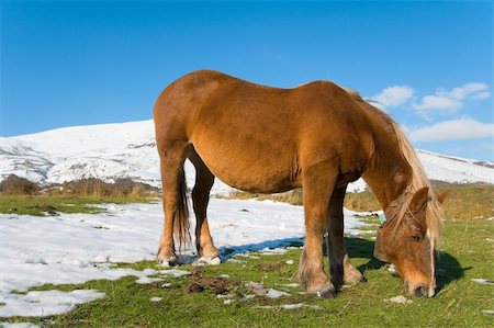 Horse grazing in the snow, Cantabria (Spain) Stock Photo - Budget Royalty-Free & Subscription, Code: 400-05006025