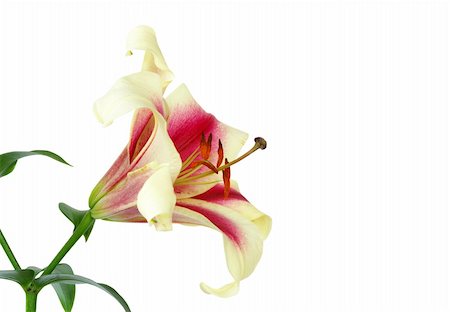 pink lily flower isolated on a white Stock Photo - Budget Royalty-Free & Subscription, Code: 400-05006048