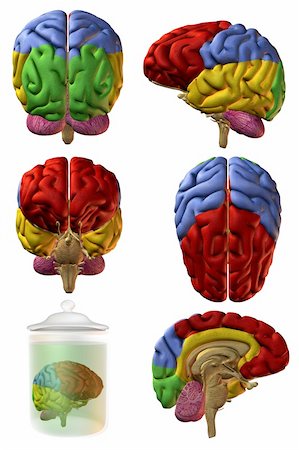 3D Render of an Human Brain Stock Photo - Budget Royalty-Free & Subscription, Code: 400-05006544