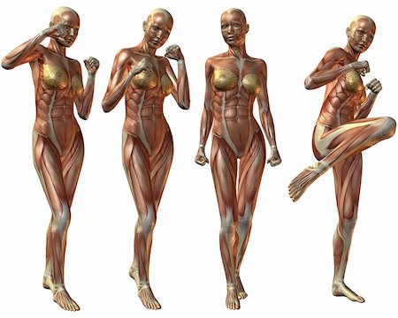 3D Render of Female Human Body Anatomy Stock Photo - Budget Royalty-Free & Subscription, Code: 400-05006545