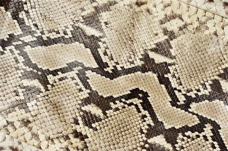 simsearch:400-04569718,k - Snake skin leather close-up. Stock Photo - Budget Royalty-Free & Subscription, Code: 400-05006540