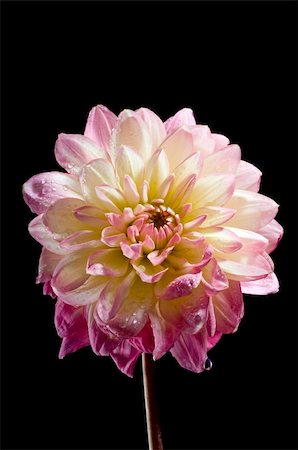 Close up picture of  Waterlily bloom dahila against black background Stock Photo - Budget Royalty-Free & Subscription, Code: 400-05001284