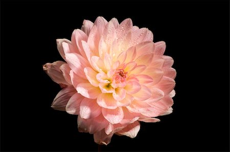 Close up picture of Painted Desert dahila flower against black background Stock Photo - Budget Royalty-Free & Subscription, Code: 400-05001286
