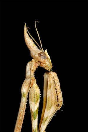simsearch:400-04698964,k - Close-up portrait of a cone-headed mantid on black, southern Africa Photographie de stock - Aubaine LD & Abonnement, Code: 400-05001449