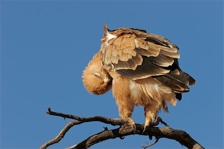 staring eagle - Preening tawny eagle (Aquila rapax) perched on a branch, Kalahari desert, South Africa Photographie de stock - Aubaine LD & Abonnement, Code: 400-05001452