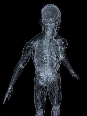 3d rendered x-ray illustration of a human anatomy Stock Photo - Budget Royalty-Free & Subscription, Code: 400-05001872